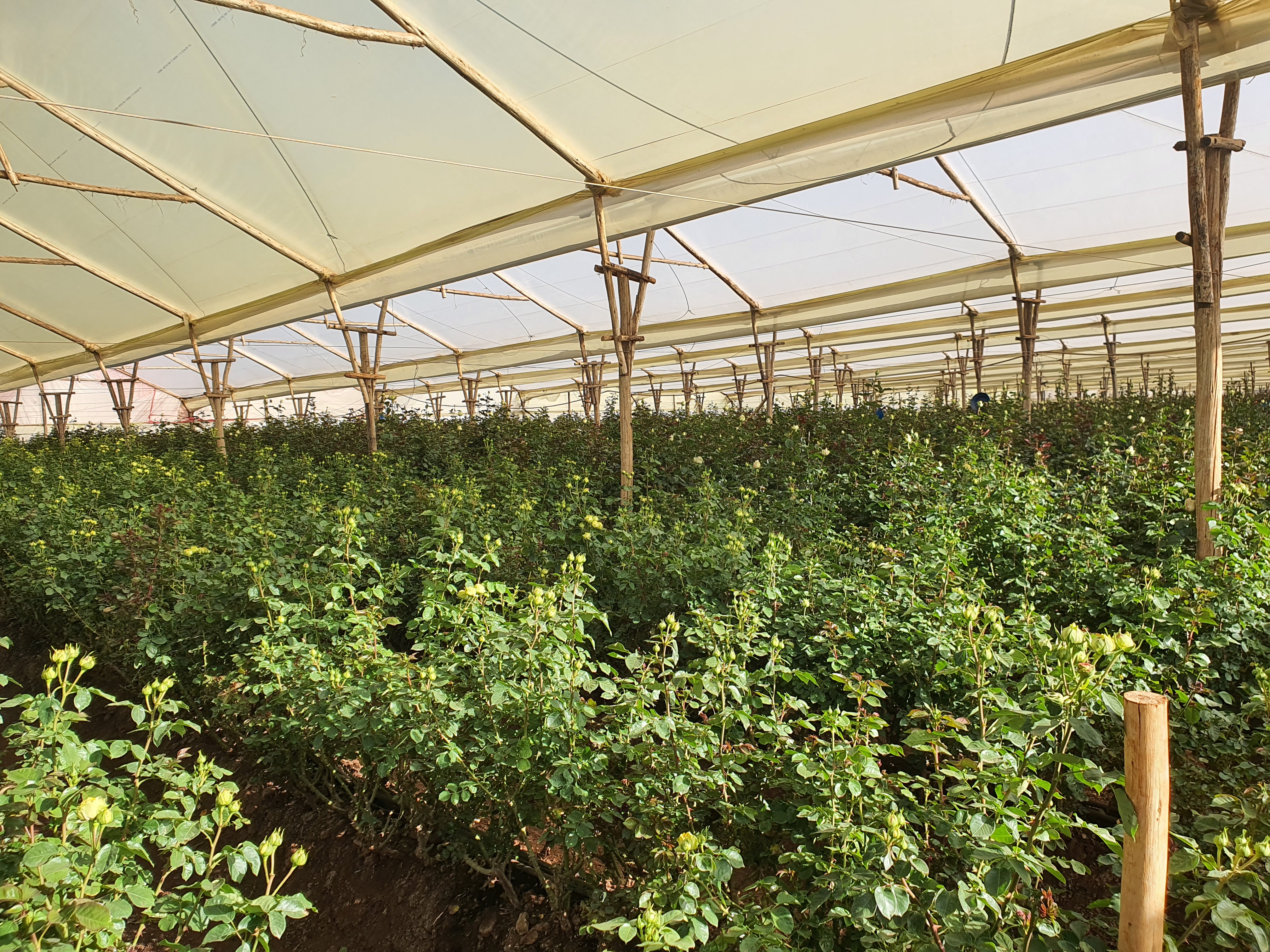 Insertion Professionnelle à Djibouti